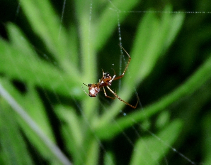 Gli astuti Argyrodes